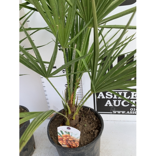 147 - TWO CHAMAEROPS HUMILIS PALMS IN 3 LTR POTS. APPROX 70-80CM TALL, TO BE SOLD FOR THE TWO