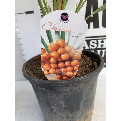 147 - TWO CHAMAEROPS HUMILIS PALMS IN 3 LTR POTS. APPROX 70-80CM TALL, TO BE SOLD FOR THE TWO