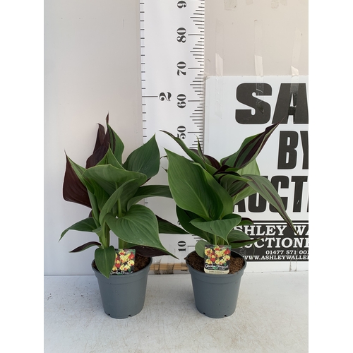 152 - TWO CANNA 'CLEOPATRA' IN 2 LTR POTS APPROX 50CM TALL. TO BE SOLD FOR THE TWO