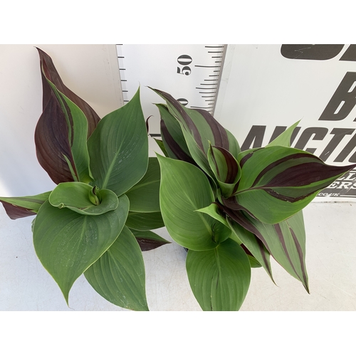 152 - TWO CANNA 'CLEOPATRA' IN 2 LTR POTS APPROX 50CM TALL. TO BE SOLD FOR THE TWO