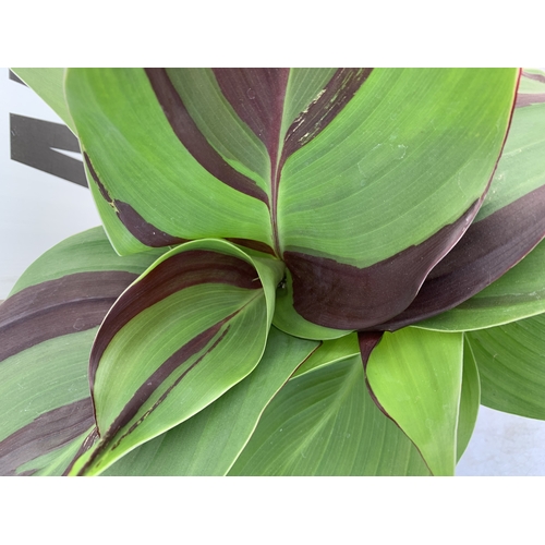 152 - TWO CANNA 'CLEOPATRA' IN 2 LTR POTS APPROX 50CM TALL. TO BE SOLD FOR THE TWO