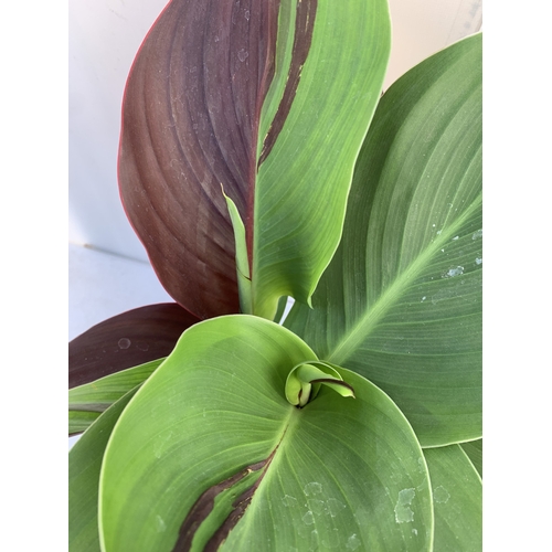 152 - TWO CANNA 'CLEOPATRA' IN 2 LTR POTS APPROX 50CM TALL. TO BE SOLD FOR THE TWO