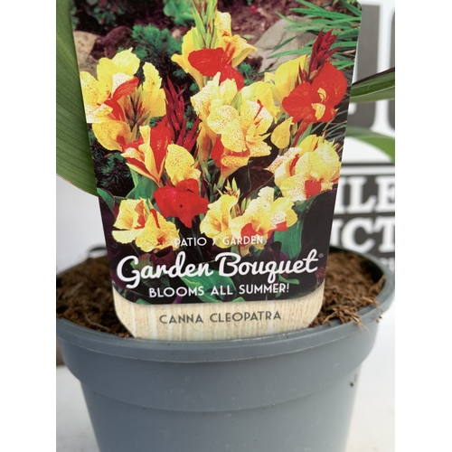 152 - TWO CANNA 'CLEOPATRA' IN 2 LTR POTS APPROX 50CM TALL. TO BE SOLD FOR THE TWO