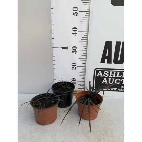 156 - THREE BLACK MONDO GRASSES IN 9CM POTS, TO BE SOLD FOR THE THREE