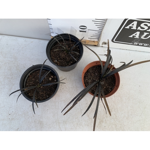 156 - THREE BLACK MONDO GRASSES IN 9CM POTS, TO BE SOLD FOR THE THREE