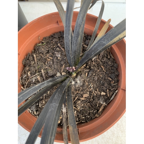156 - THREE BLACK MONDO GRASSES IN 9CM POTS, TO BE SOLD FOR THE THREE