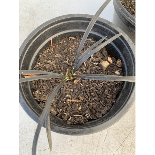 156 - THREE BLACK MONDO GRASSES IN 9CM POTS, TO BE SOLD FOR THE THREE
