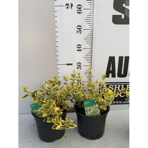 160 - TWO EUONYMUS 'EMERALD GAIETY' IN 2 LTR POTS. APPROX 40CM TALL, TO BE SOLD FOR THE TWO