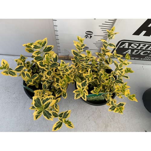 160 - TWO EUONYMUS 'EMERALD GAIETY' IN 2 LTR POTS. APPROX 40CM TALL, TO BE SOLD FOR THE TWO