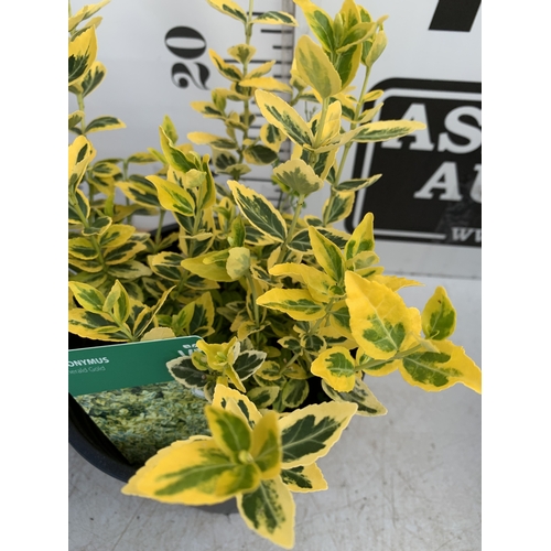 160 - TWO EUONYMUS 'EMERALD GAIETY' IN 2 LTR POTS. APPROX 40CM TALL, TO BE SOLD FOR THE TWO