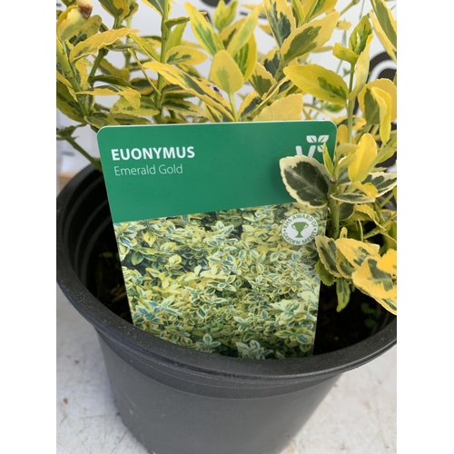 160 - TWO EUONYMUS 'EMERALD GAIETY' IN 2 LTR POTS. APPROX 40CM TALL, TO BE SOLD FOR THE TWO