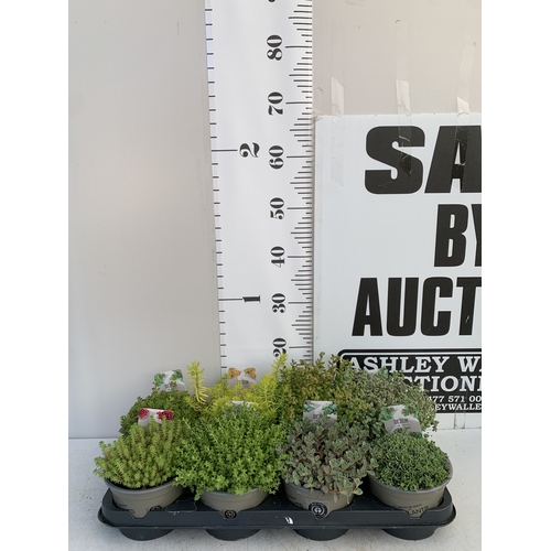 161 - EIGHT MIXED SEDUM VARIETIES IN 1 LTR POTS. ON A TRAY, TO BE SOLD FOR THE EIGHT