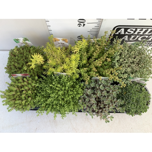 161 - EIGHT MIXED SEDUM VARIETIES IN 1 LTR POTS. ON A TRAY, TO BE SOLD FOR THE EIGHT