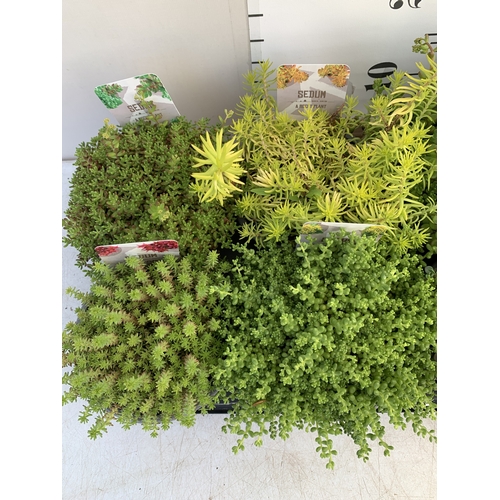 161 - EIGHT MIXED SEDUM VARIETIES IN 1 LTR POTS. ON A TRAY, TO BE SOLD FOR THE EIGHT