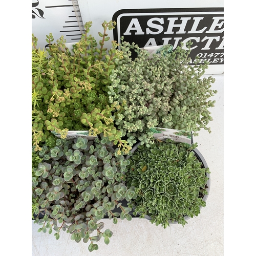 161 - EIGHT MIXED SEDUM VARIETIES IN 1 LTR POTS. ON A TRAY, TO BE SOLD FOR THE EIGHT