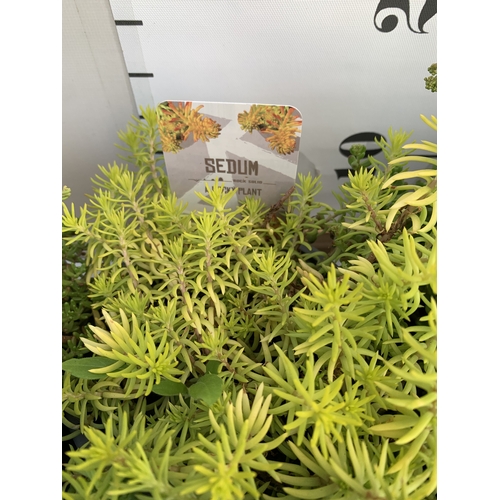 161 - EIGHT MIXED SEDUM VARIETIES IN 1 LTR POTS. ON A TRAY, TO BE SOLD FOR THE EIGHT