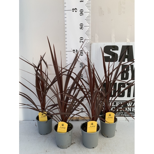 162 - FOUR RED CORDYLINE IN 1 LTR POTS. APPROX 60CM TALL, TO BE SOLD FOR THE FOUR