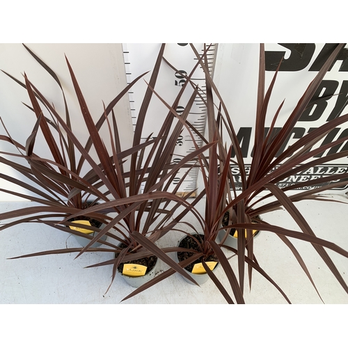 162 - FOUR RED CORDYLINE IN 1 LTR POTS. APPROX 60CM TALL, TO BE SOLD FOR THE FOUR