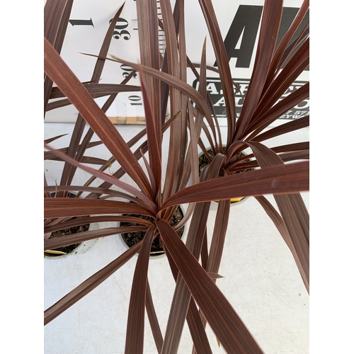 162 - FOUR RED CORDYLINE IN 1 LTR POTS. APPROX 60CM TALL, TO BE SOLD FOR THE FOUR