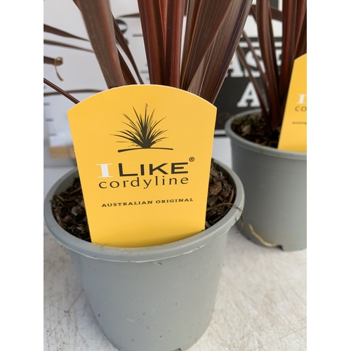 162 - FOUR RED CORDYLINE IN 1 LTR POTS. APPROX 60CM TALL, TO BE SOLD FOR THE FOUR