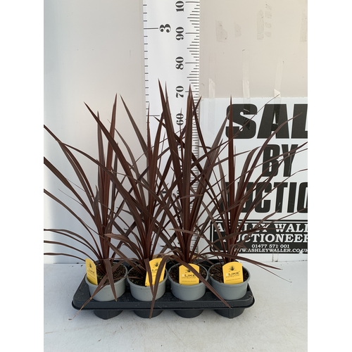 163 - FOUR RED CORDYLINE IN 1 LTR POTS. APPROX 60CM TALL, TO BE SOLD FOR THE FOUR