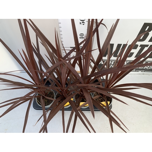 163 - FOUR RED CORDYLINE IN 1 LTR POTS. APPROX 60CM TALL, TO BE SOLD FOR THE FOUR
