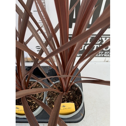 163 - FOUR RED CORDYLINE IN 1 LTR POTS. APPROX 60CM TALL, TO BE SOLD FOR THE FOUR