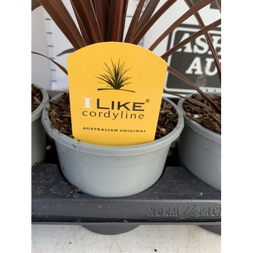163 - FOUR RED CORDYLINE IN 1 LTR POTS. APPROX 60CM TALL, TO BE SOLD FOR THE FOUR