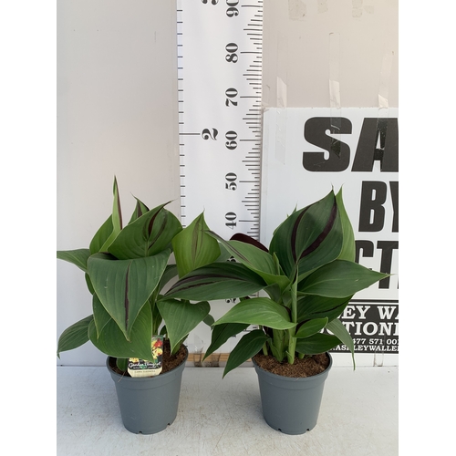 164 - TWO CANNA 'CLEOPATRA' IN 2 LTR POTS APPROX 50CM TALL. TO BE SOLD FOR THE TWO
