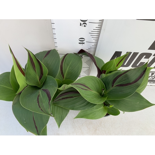 164 - TWO CANNA 'CLEOPATRA' IN 2 LTR POTS APPROX 50CM TALL. TO BE SOLD FOR THE TWO