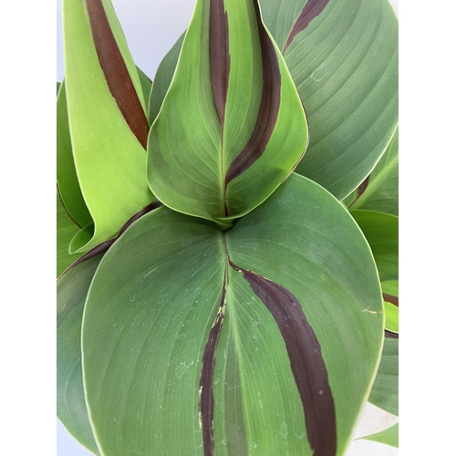 164 - TWO CANNA 'CLEOPATRA' IN 2 LTR POTS APPROX 50CM TALL. TO BE SOLD FOR THE TWO