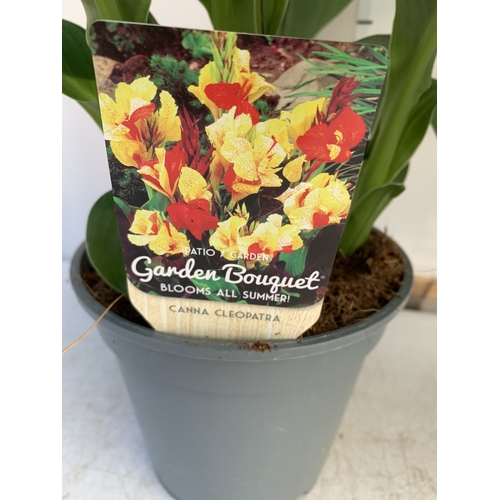 164 - TWO CANNA 'CLEOPATRA' IN 2 LTR POTS APPROX 50CM TALL. TO BE SOLD FOR THE TWO