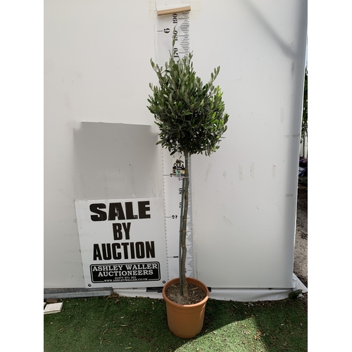 166 - ONE LARGE ITALIAN OLIVE IN 7.5 LTR POTS. APPROX 170CM TALL. NO VAT