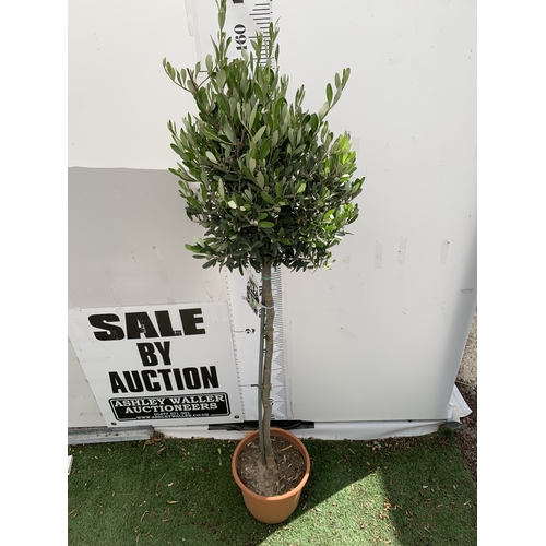 166 - ONE LARGE ITALIAN OLIVE IN 7.5 LTR POTS. APPROX 170CM TALL. NO VAT