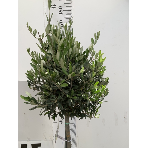 166 - ONE LARGE ITALIAN OLIVE IN 7.5 LTR POTS. APPROX 170CM TALL. NO VAT