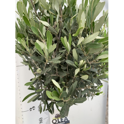 166 - ONE LARGE ITALIAN OLIVE IN 7.5 LTR POTS. APPROX 170CM TALL. NO VAT