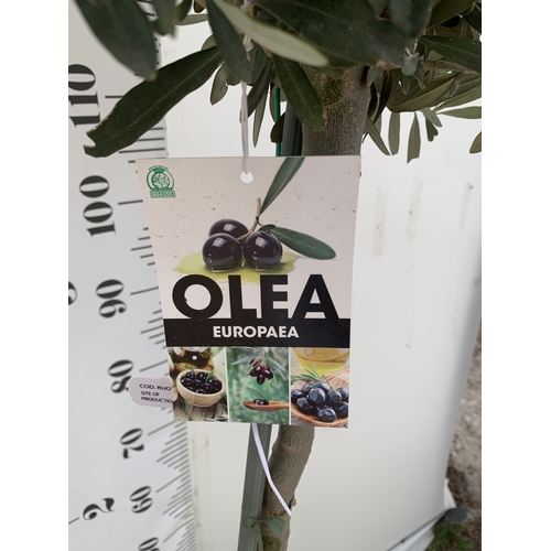 166 - ONE LARGE ITALIAN OLIVE IN 7.5 LTR POTS. APPROX 170CM TALL. NO VAT