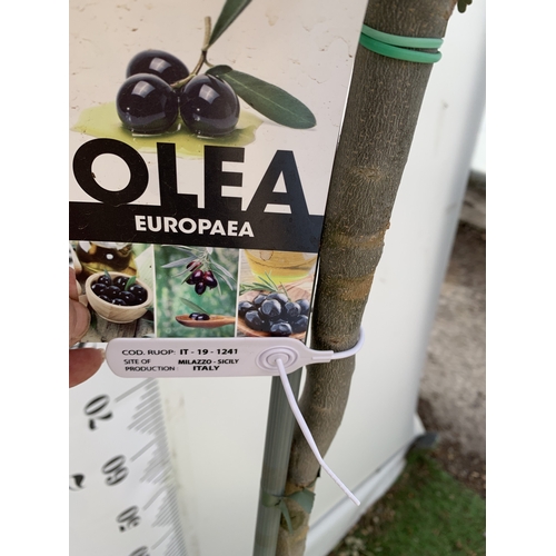 166 - ONE LARGE ITALIAN OLIVE IN 7.5 LTR POTS. APPROX 170CM TALL. NO VAT