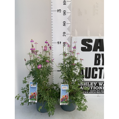 Lot 20        