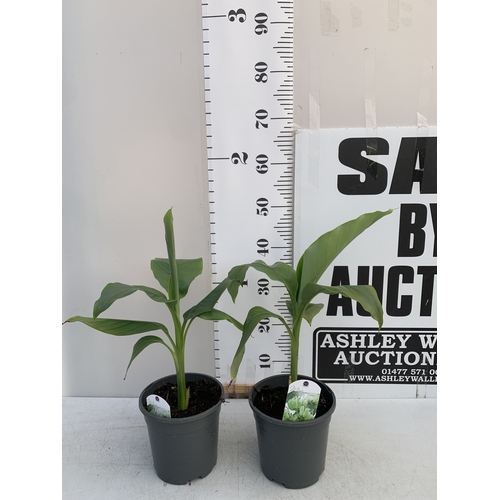 170 - TWO MUSA BASJOO BANANA IN 2 LTR POTS. APPROX 50-60CM IN HEIGHT, TO BE SOLD FOR THE TWO. NO VAT