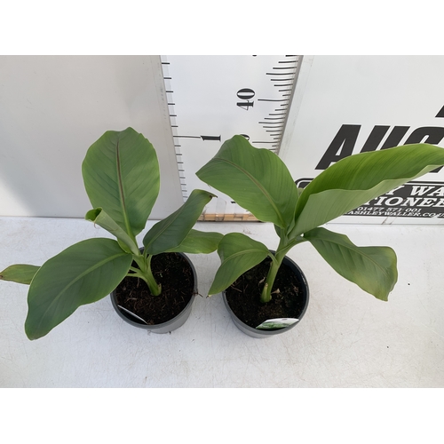 170 - TWO MUSA BASJOO BANANA IN 2 LTR POTS. APPROX 50-60CM IN HEIGHT, TO BE SOLD FOR THE TWO. NO VAT