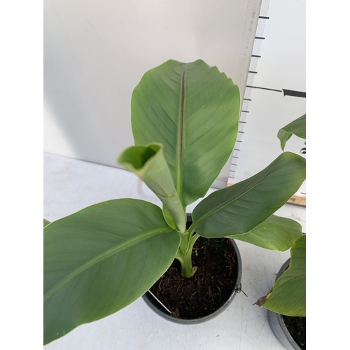 170 - TWO MUSA BASJOO BANANA IN 2 LTR POTS. APPROX 50-60CM IN HEIGHT, TO BE SOLD FOR THE TWO. NO VAT