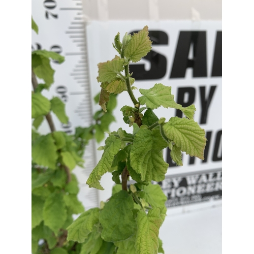 175 - ONE CORYLUS AVELLANA CONTORTA 'SCOOTER' OR CORKSCREW HAZEL IN A 3 LTR POT. A COMPACT DECIDUOUS SHRUB... 
