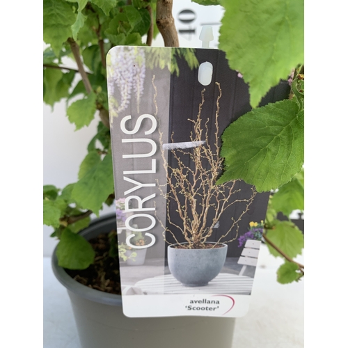 175 - ONE CORYLUS AVELLANA CONTORTA 'SCOOTER' OR CORKSCREW HAZEL IN A 3 LTR POT. A COMPACT DECIDUOUS SHRUB... 