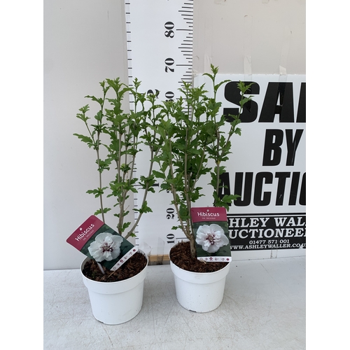 179 - TWO HIBISCUS SYRIACUS WHITE 'ADMIRAL DEWEY' IN A 3 LTR POT HEIGHT 70CM TALL. TO BE SOLD FOR THE TWO