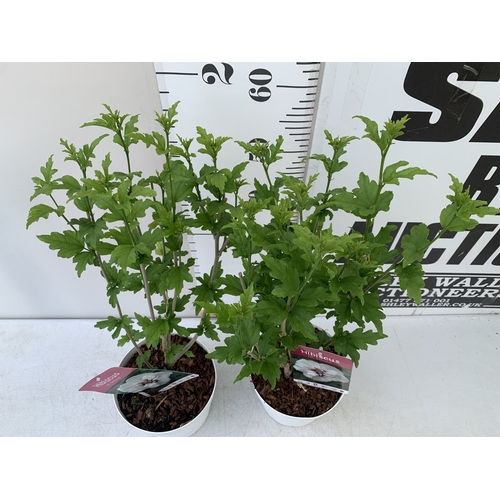 179 - TWO HIBISCUS SYRIACUS WHITE 'ADMIRAL DEWEY' IN A 3 LTR POT HEIGHT 70CM TALL. TO BE SOLD FOR THE TWO