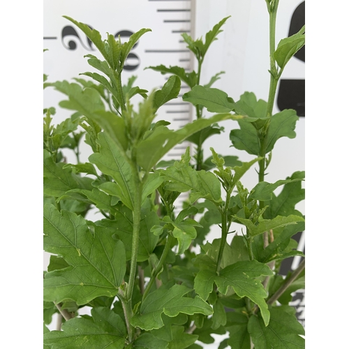 179 - TWO HIBISCUS SYRIACUS WHITE 'ADMIRAL DEWEY' IN A 3 LTR POT HEIGHT 70CM TALL. TO BE SOLD FOR THE TWO
