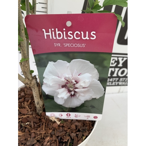 179 - TWO HIBISCUS SYRIACUS WHITE 'ADMIRAL DEWEY' IN A 3 LTR POT HEIGHT 70CM TALL. TO BE SOLD FOR THE TWO