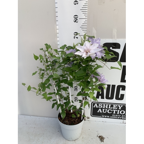 Lot 6         