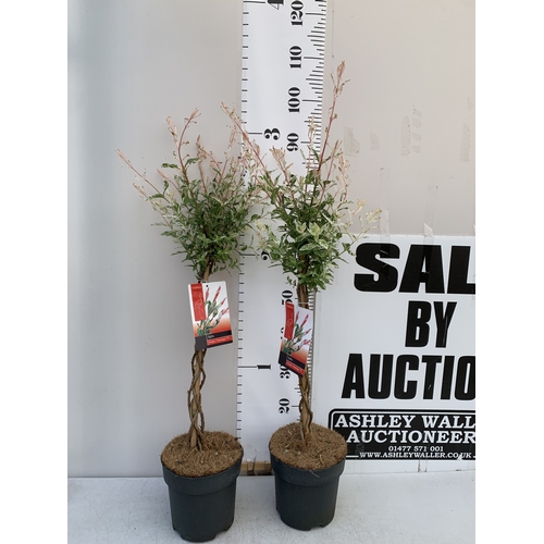 Lot 1         